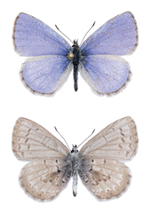 Celastrina asheri