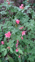 Rhododendron kaempferi