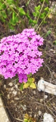 Achillea asiatica