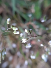 Draba verna