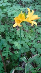 Hemerocallis middendorffii