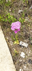 Achillea asiatica