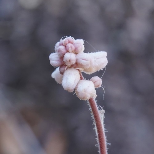 Image of Chiricahua Mountain Alumroot (Heuchera glomerulata) by (c) Andrew Tree, some rights reserved (CC BY)