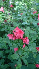 Rhododendron kaempferi