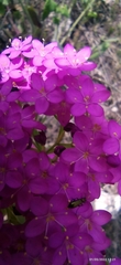 Achillea asiatica