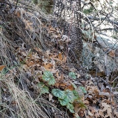 Heuchera glomerulata