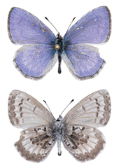 Celastrina asheri