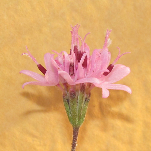 Palafoxia callosa