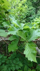 Quercus dentata