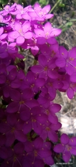 Achillea asiatica