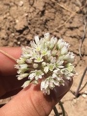 Allium howellii