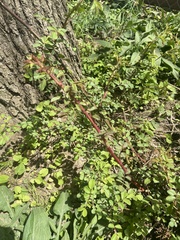 Rosa multiflora