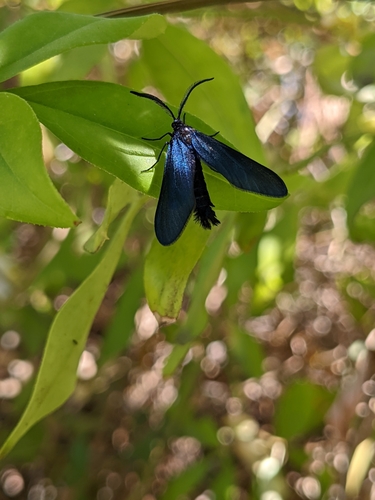 Western Grapeleaf Skeletonizer Moth photo 4