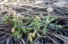 Antennaria marginata