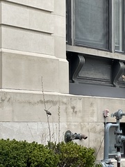 Passer domesticus