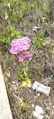 Achillea asiatica