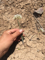 Allium howellii