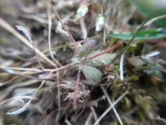 Draba verna