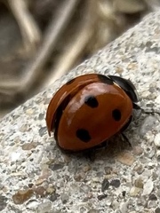 Coccinella septempunctata