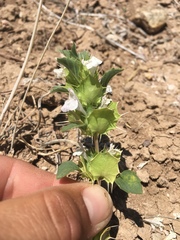 Acanthomintha obovata cordata