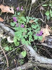 Corydalis solida