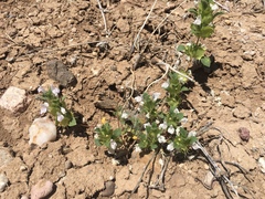 Acanthomintha obovata cordata