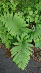 Pentarhizidium orientale