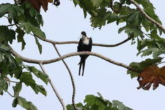 Fregata minor