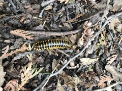 Apheloriini