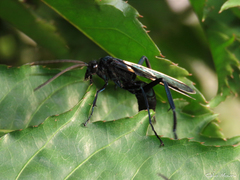 Pepsis decorata