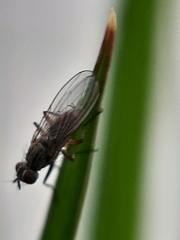 Muscoidea