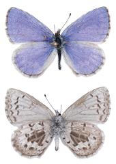 Celastrina asheri