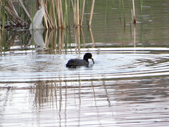 Fulica atra