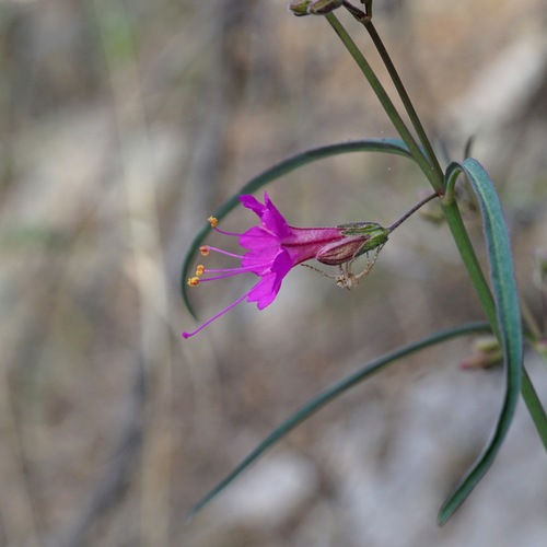 Image of Mirabilis coccinea by (c) Andrew Tree, some rights reserved (CC BY)