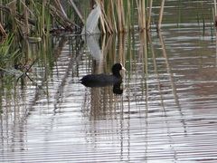 Fulica atra