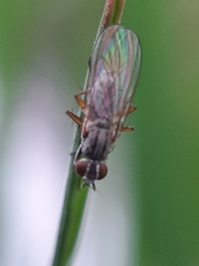 Muscoidea