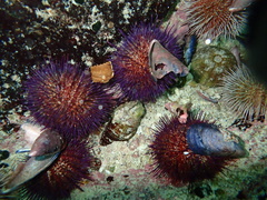 Burnupena pubescens