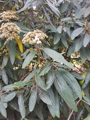 Viburnum rhytidophyllum