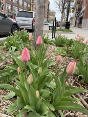 Tulipa