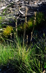 Cymbopogon marginatus