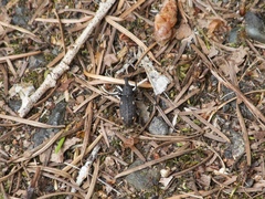 Plinthodes taeniatus