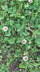Trifolium repens