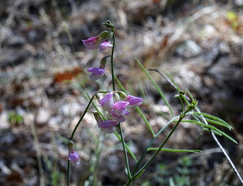 Image of Lathyrus graminifolius by (c) Andrew Tree, some rights reserved (CC BY)