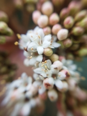 Viburnum rhytidophyllum