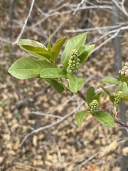 Prunus virginiana