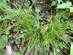 Carex montana