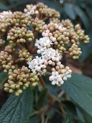 Viburnum rhytidophyllum