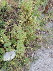 Scrophularia peregrina