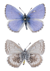 Celastrina asheri