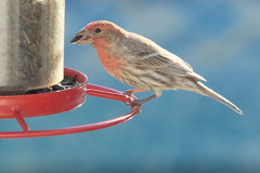 Haemorhous mexicanus